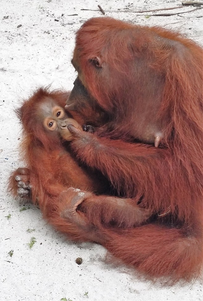 Primate/Orangutan, Tanjung Puting National Park, Kalimantan, Borneo, Indonesia