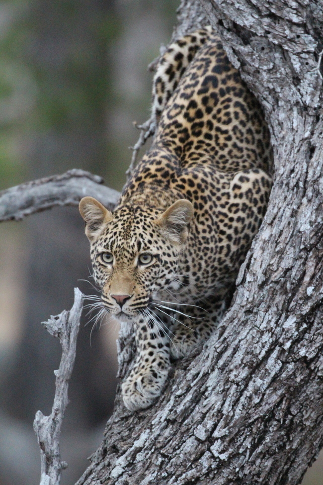 Leopard, Mala Mala Game Reserve, next to Kruger National Park, South Africa