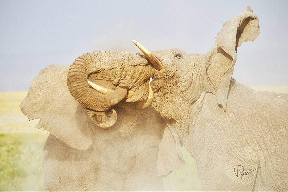 African Elephant    Loxodonta, Amboseli National Park, Kenya