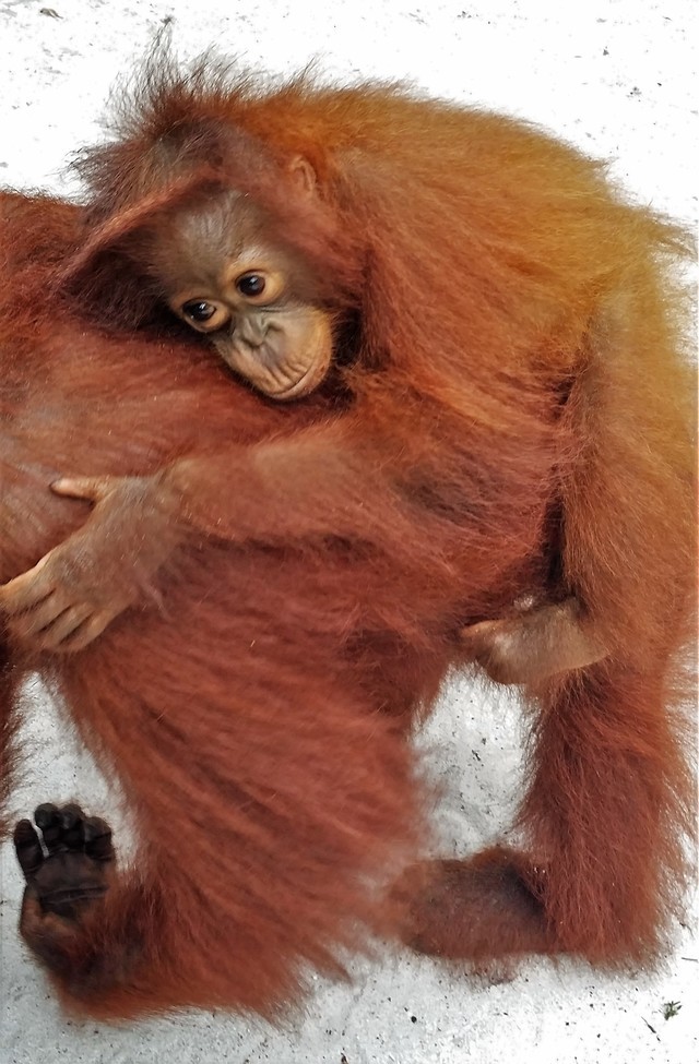 Primates/Orangutan, Tanjung Puting National Park, Kalimantan, Borneo, Indonesia