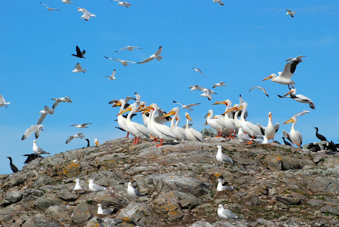 American White Pelican, Herring Gull, Double-crested Cormorant, Lake Winnipeg, Canada