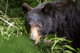 Grid black bear  cropped 