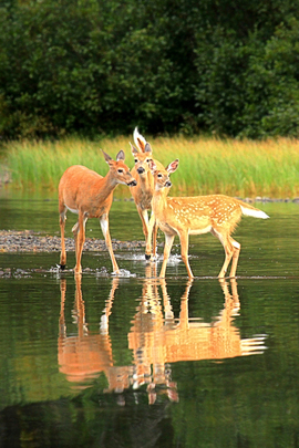 Grid 8302016 many glacier fishercap deer natural habitat adventures