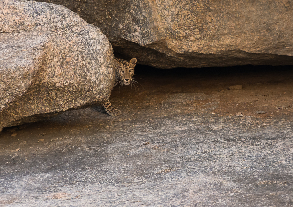 Leopard , Rajasthan, India