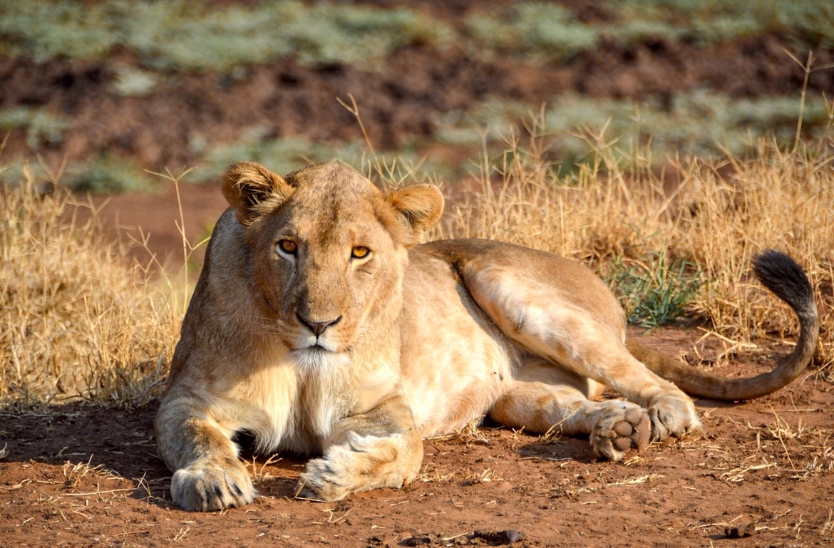 lion (Panthera leo), Kidepo, Uganda
