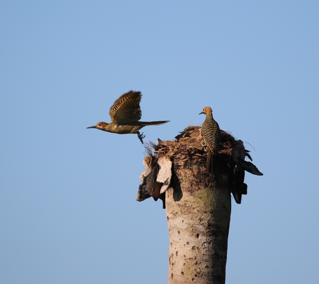 Fernandina's Flicker, La Terraza, Cuba