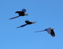 Grid hyacinth macaws