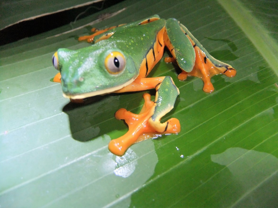 Tree Frog, La Paz, Costa Rica