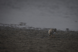 Grid 2017 pipl burridge