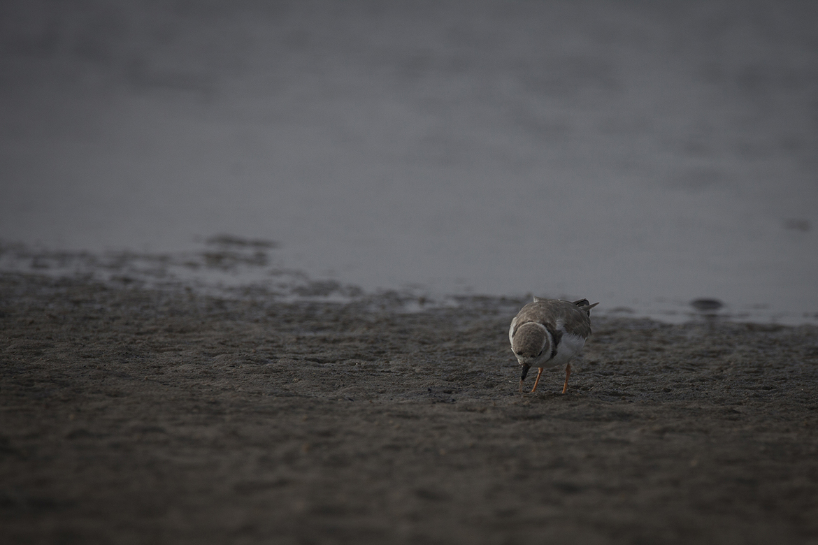 Piping Plover, Charadrius melodus, Navarre Beach Marine Park, United States of America