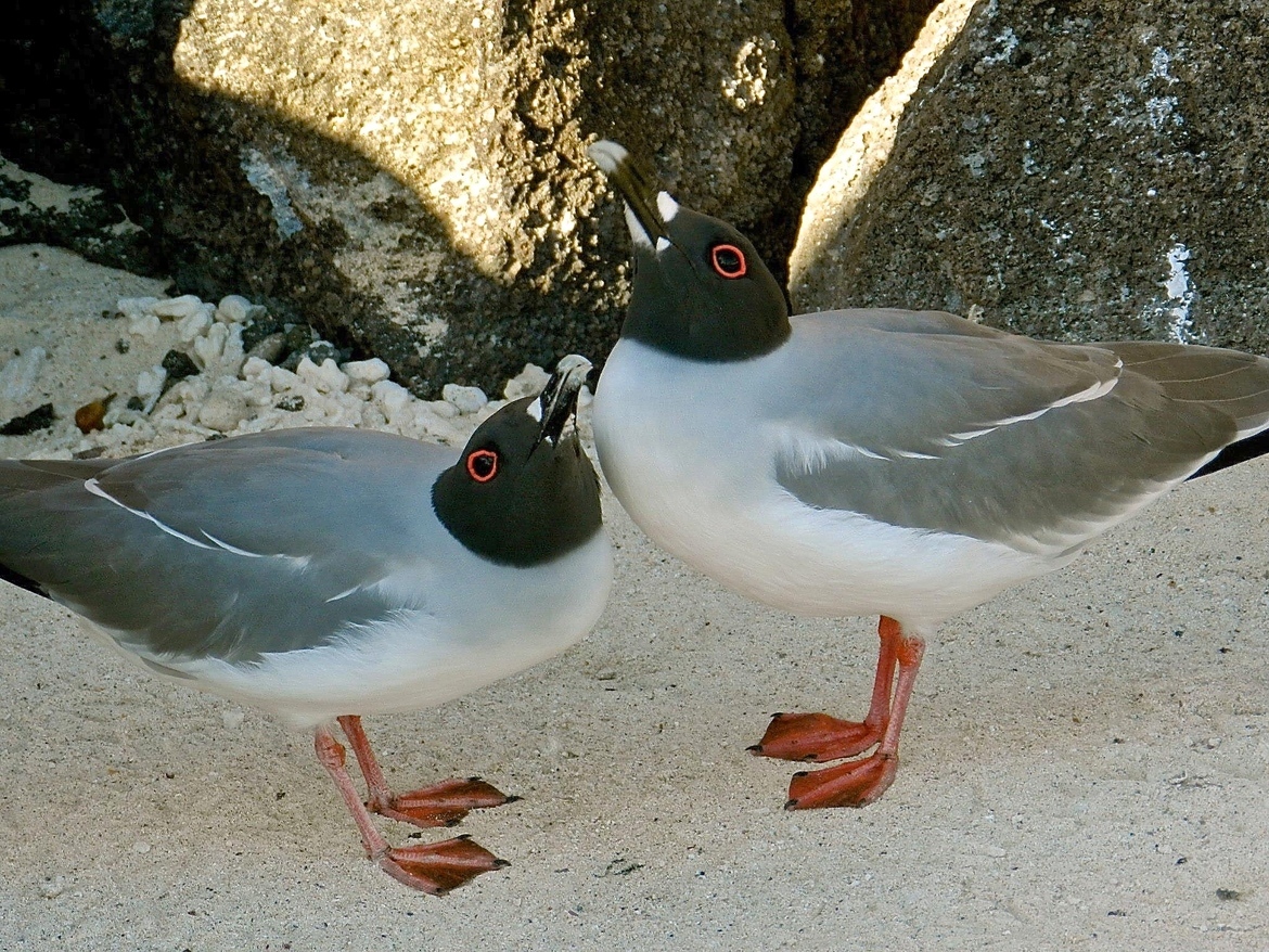 Gull, Florina Island Galapagos, Ecuador