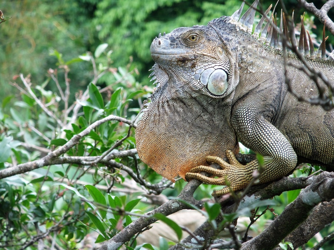 Iguana, White River, Costa Rica