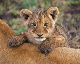 Grid lion cub 3