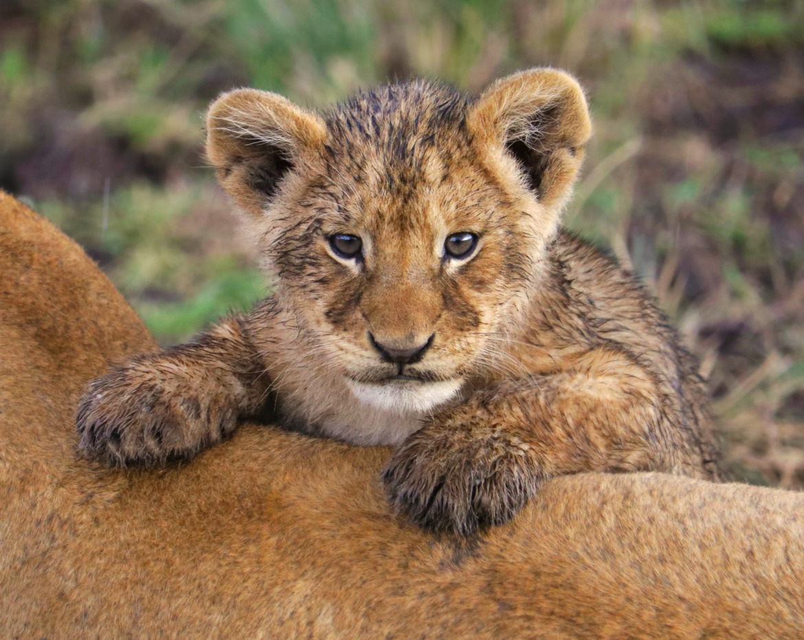 Lion, Masai Mara, Kenya