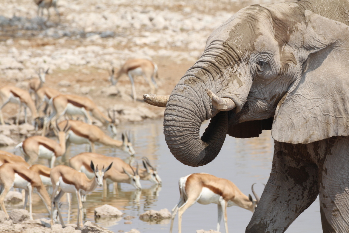 Ellephant and Springboks, Etosha National Park, Namibia