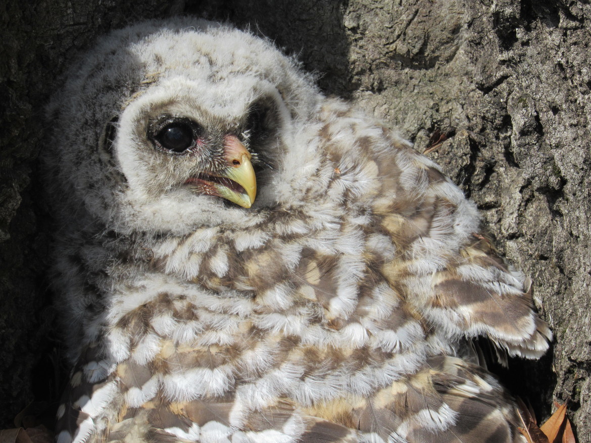 Owl, West Point, United States