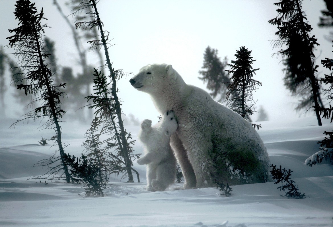 Mom and Baby Polar Bear, Wapusk National Park, Canada
