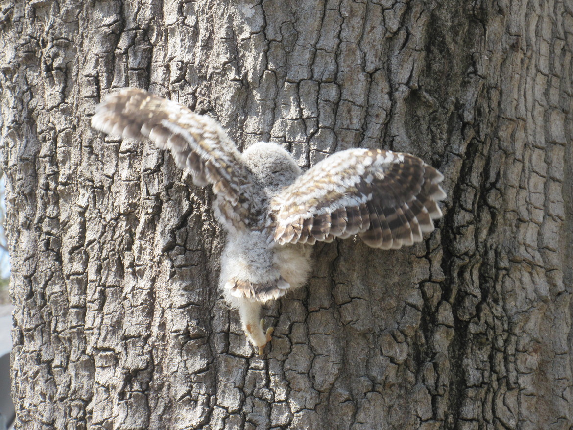 Owl, West Point, United States  
