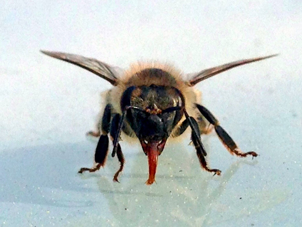 Bee, Santa Barbara California , United States of America