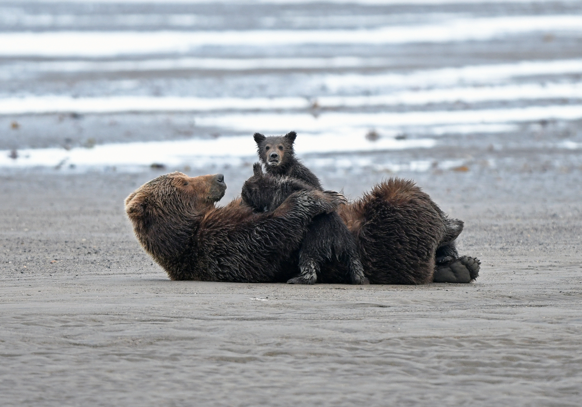 Alaskan Brown bear, Lake Clark national park, United States of America