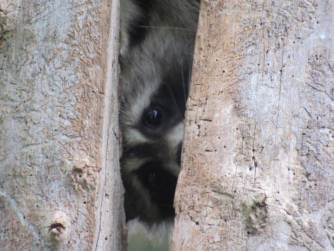 Racoon, Maumee Bay State Park, United States of America