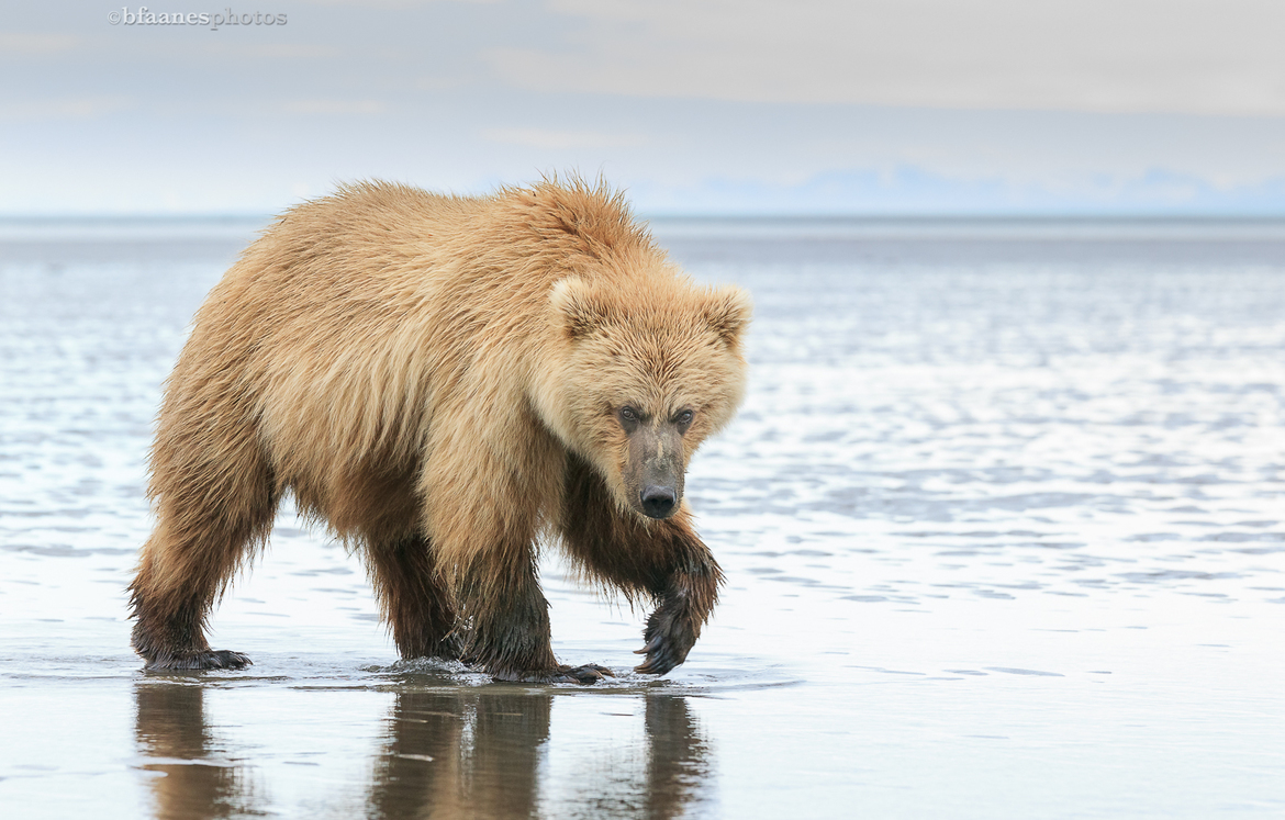 Brown Bear, Lake Clark, Alaska, United States of America