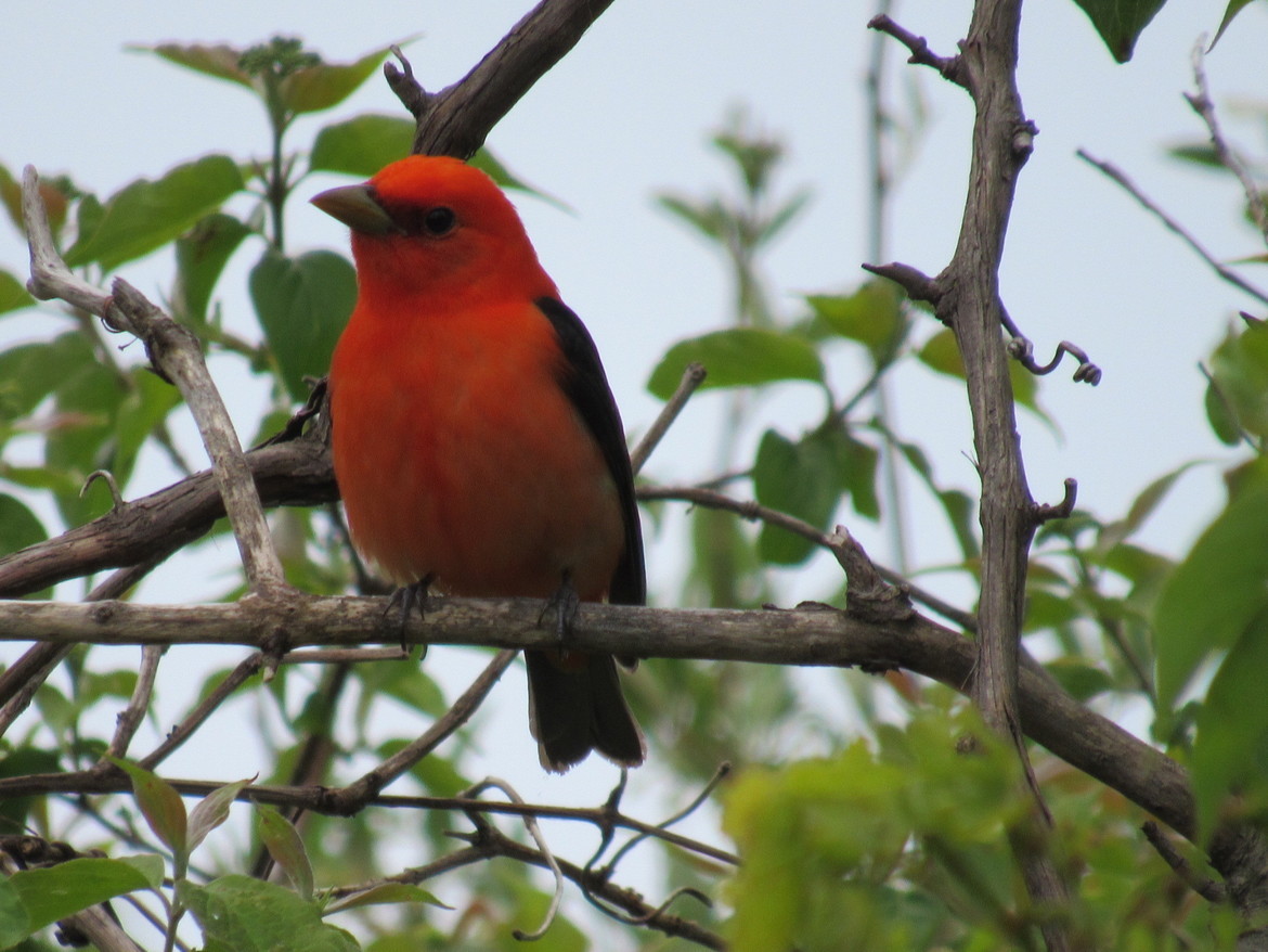 Scarlet tanager , Magee Marsh, United States of America