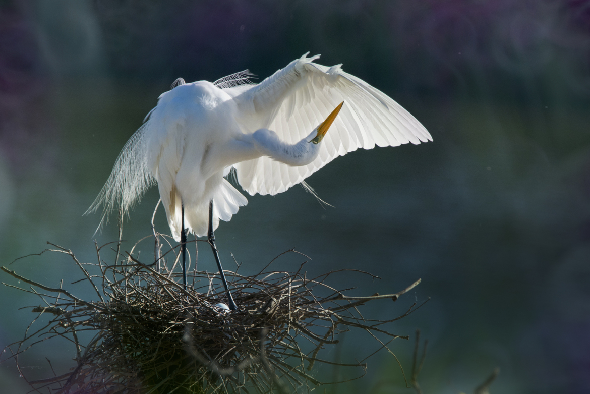 Great Egret, High Island, Houston, TX, USA, United States of America
