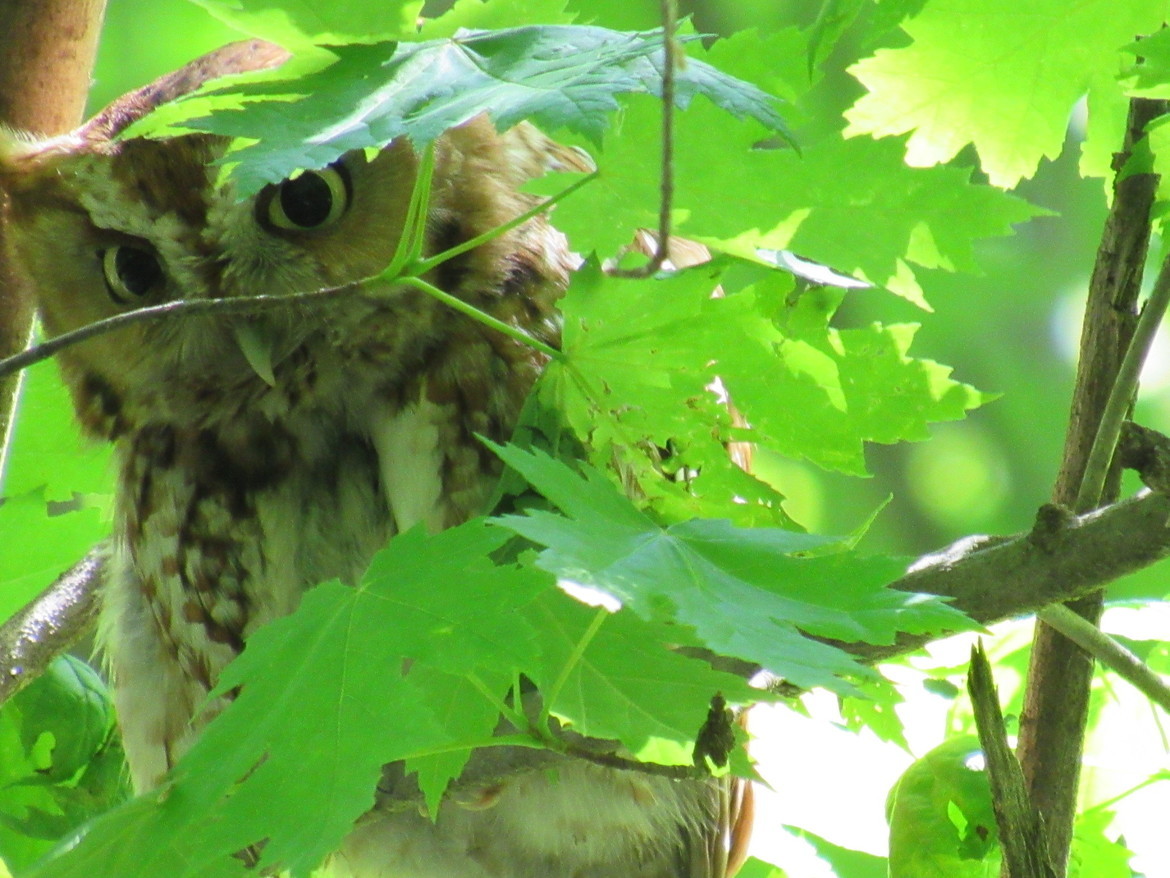Eastern screech owl, Maumee bay state park, United States of America