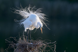 Grid danny k chan exciting mom