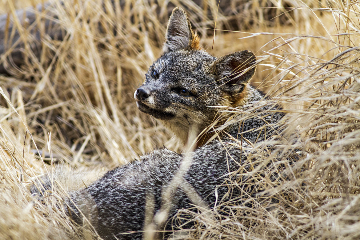 Urocyon littoralis, Channel Islands National Park, Santa Cruz Island, United States of America