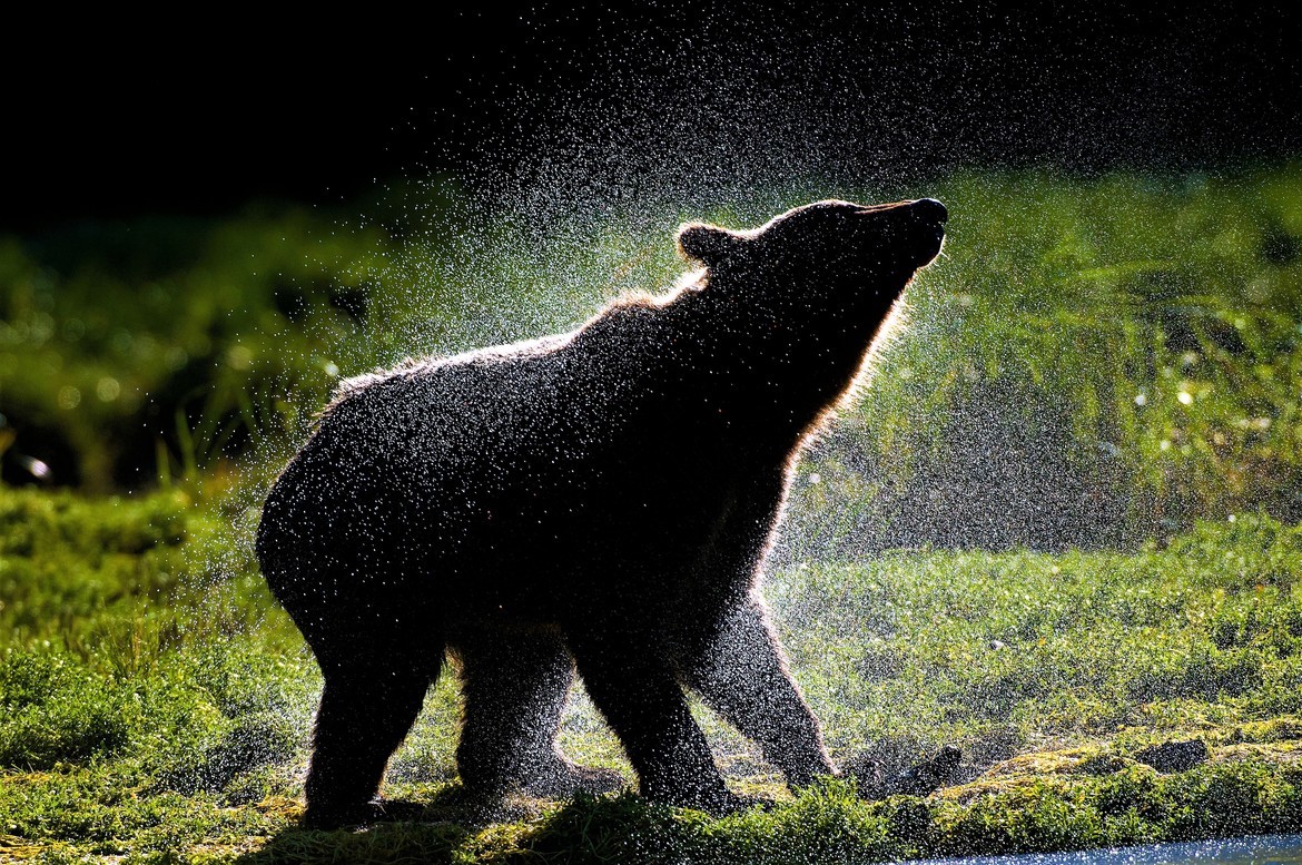 Brown Bear, Bristol Bay, Alaska, United States of America
