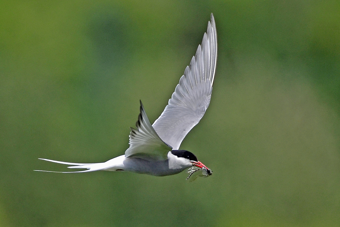 Arctic Tern, Arctic National Wildlife Refuge, Alaska, United States of America