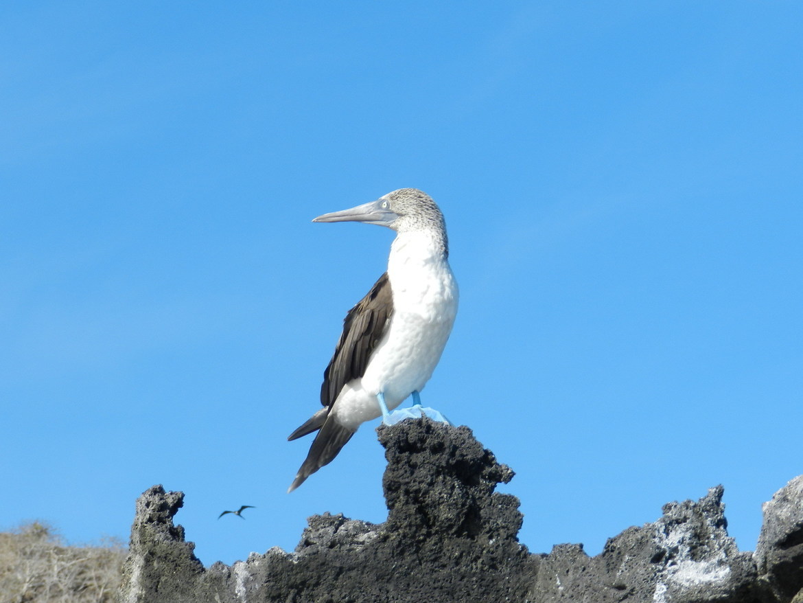 Blue-footed Booby, Florina Island Galapagos, Ecuador