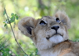 Grid dsc 2320 lion cub serengeti