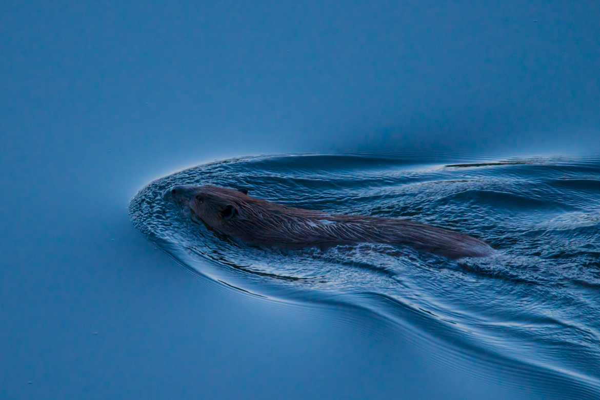 Castor canadensis, McLaughlin Natural Reserve, United States of America