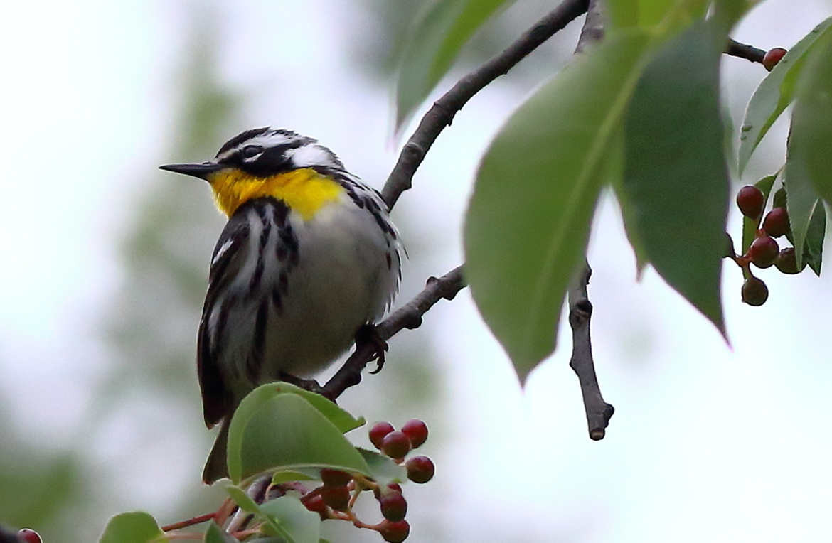 Yellow-throated Warbler, Lake Fork, Rains County, Texas, United States of America