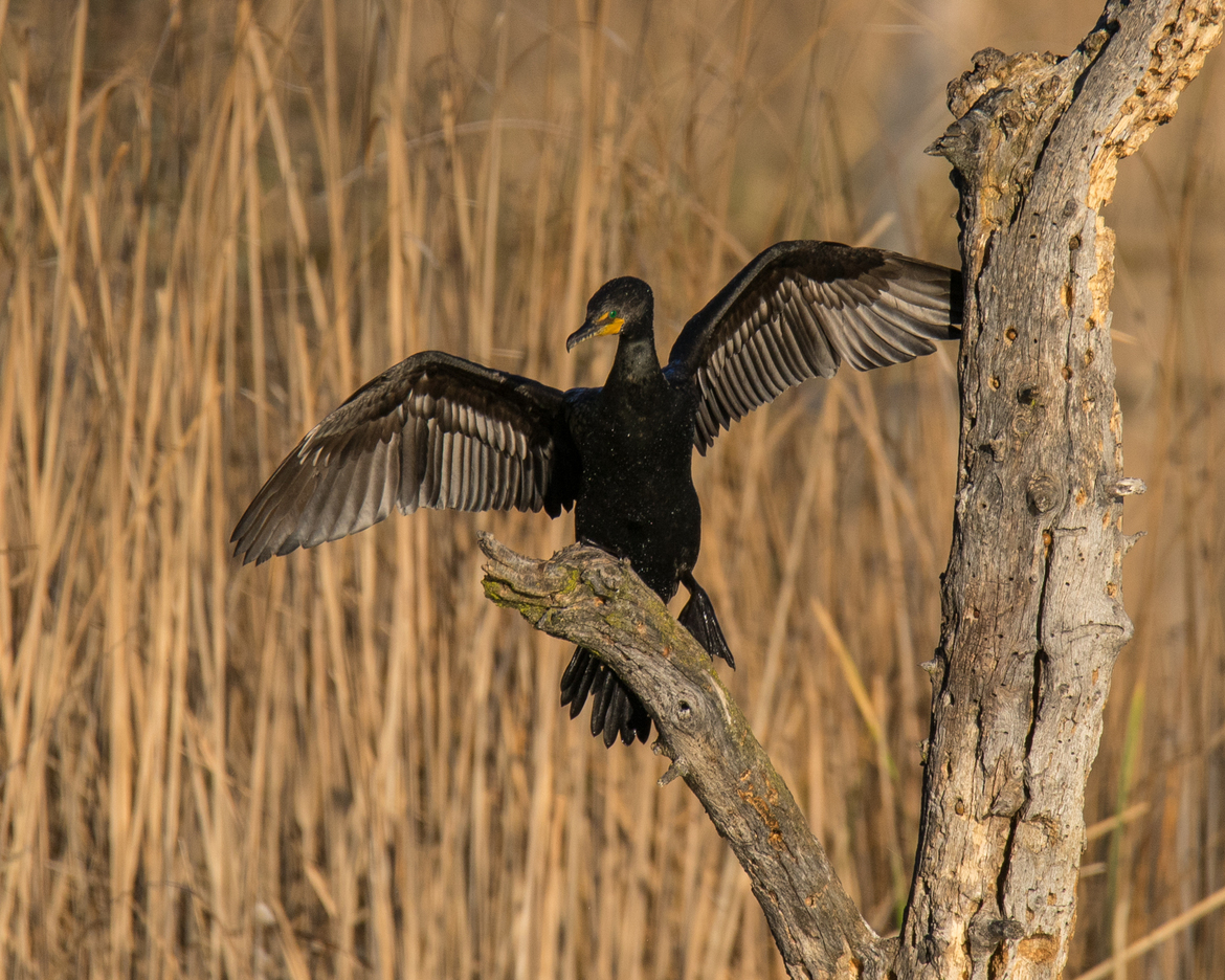 double crested cormorant, McLaughlin Natural Reserve, United States of America