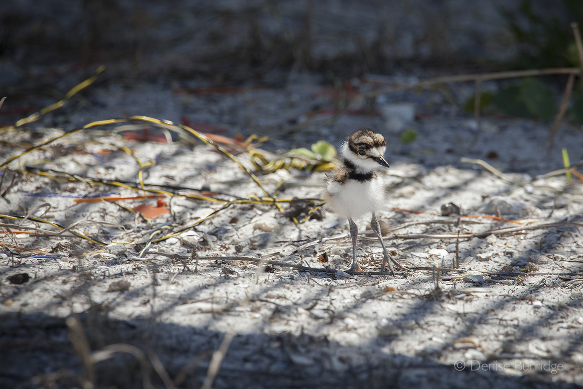 Killdeer Charadrius vociferus, Pensacola Beach, United States of America