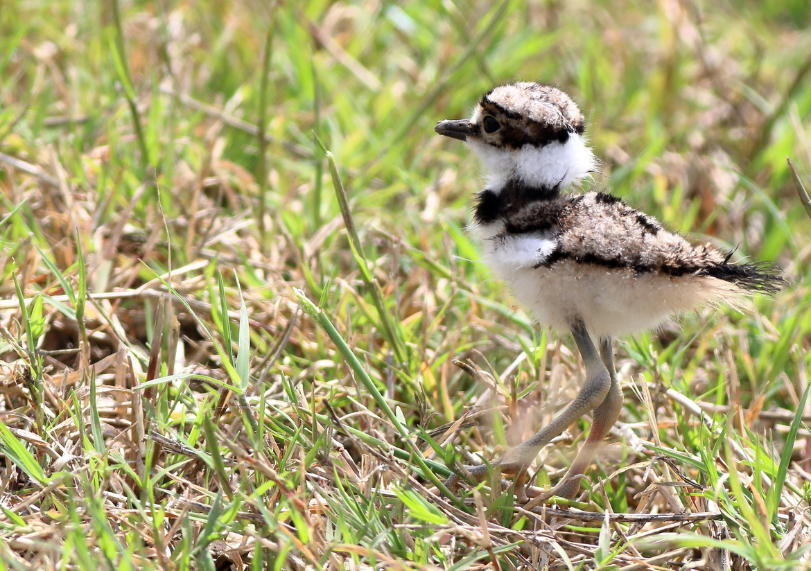 Killdeer, Richland Creek WMA, Navarro County, Texas, United States of America
