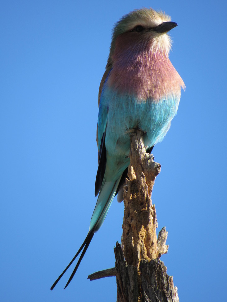Lilac Breasted Roller, Hwange, Zimbabwe
