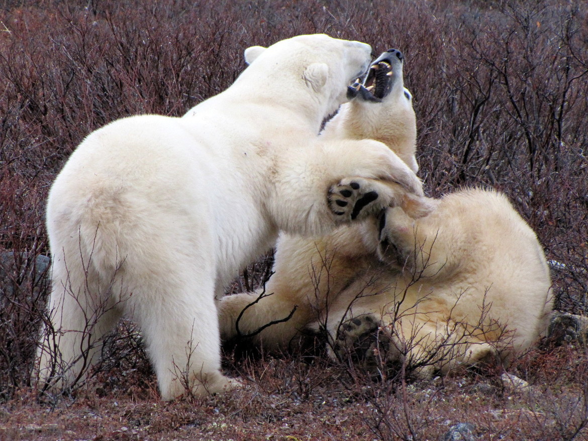 Polar Bear, Churchill, Canada