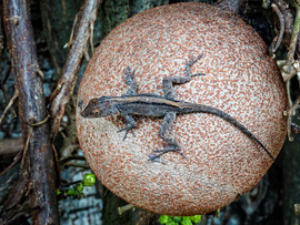 Grid brown anole on cannonball fruit  fairchild  2 of 2  edit