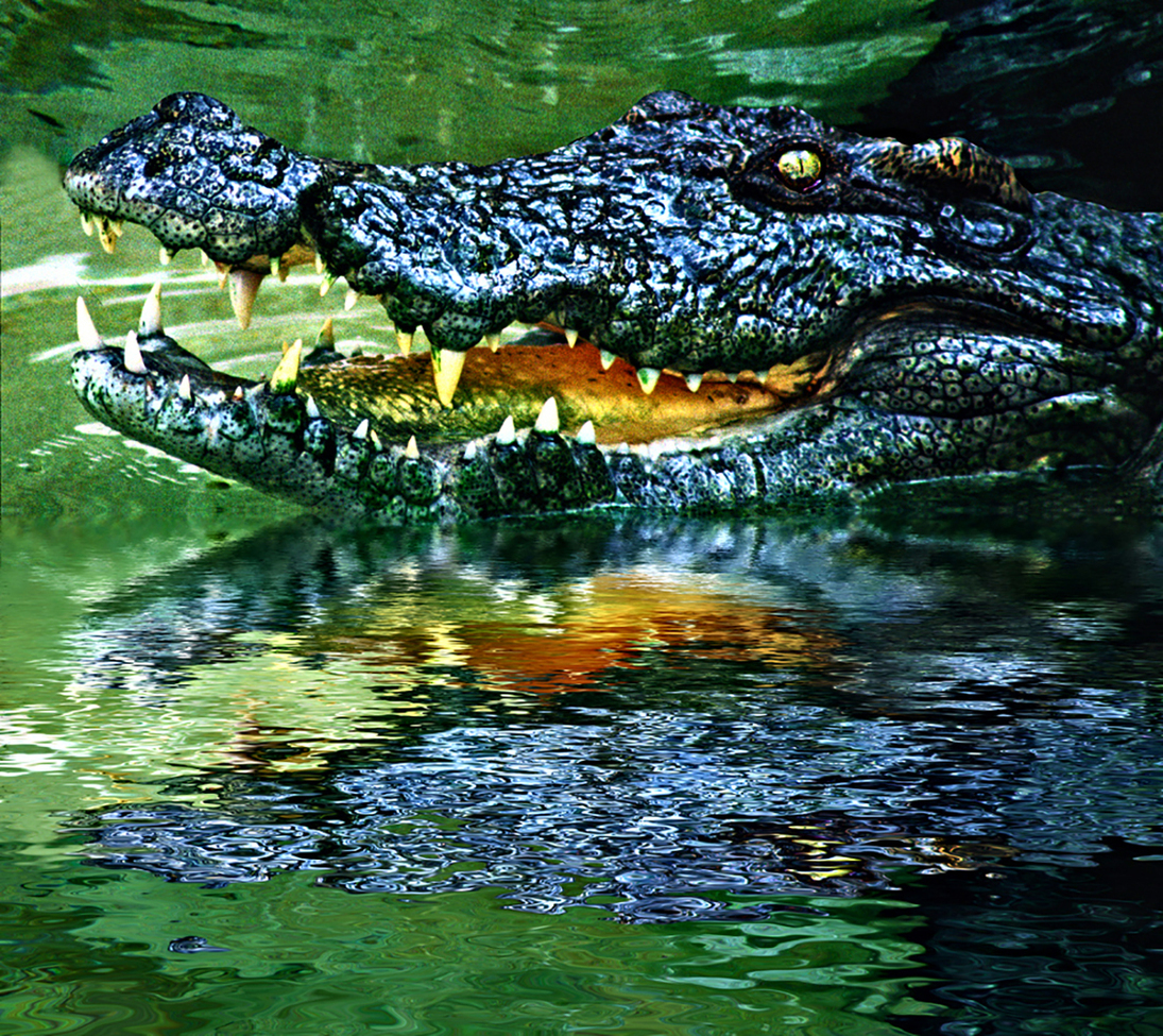 cfrocodile, everglades NP, United States of America