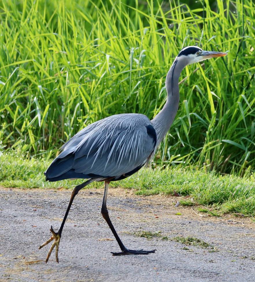 Blue Heron, Okanagan, Canada