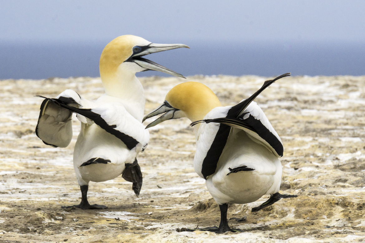 Australasian gannet, Cape Kidnappers, Hawkes Bay, New Zealand
