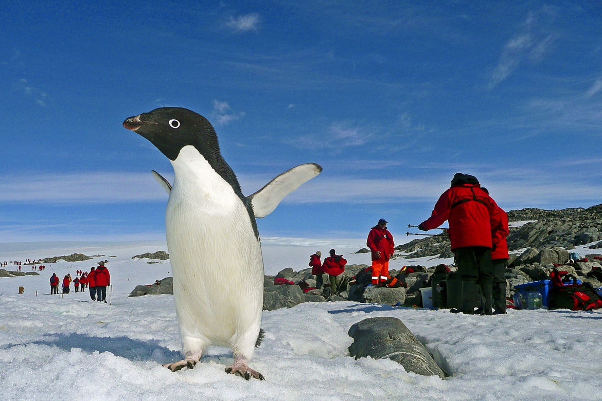 Adele penguin, Commonwealth Bay, Adele Land, Antarctica