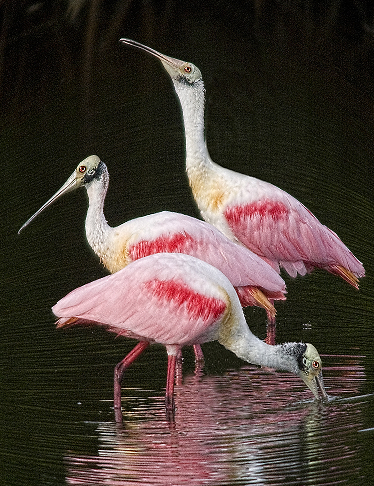spoonbill, ding darling NP, United States of America