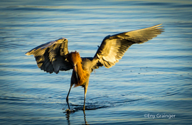 Grid bird bolsa chica reddish egret 3