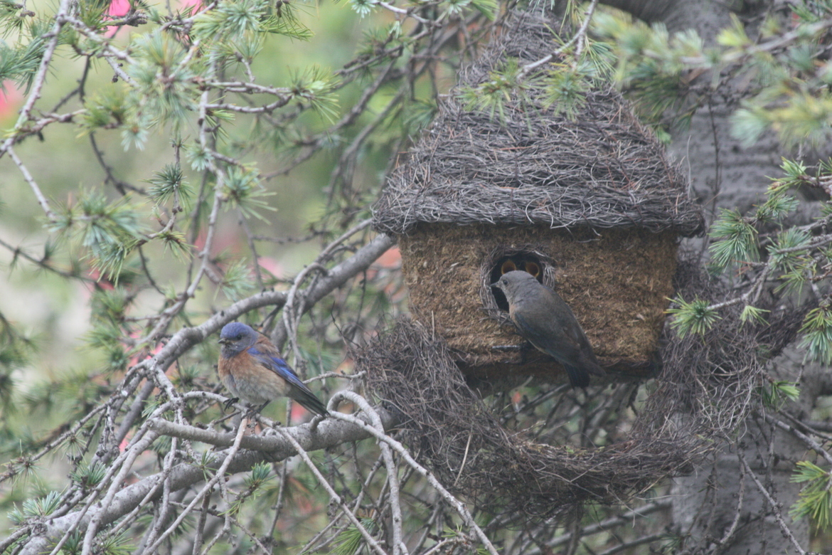 Western Bluebird, Southern California - Photographer's Backyard, United States of America
